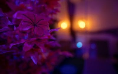 Sensual, Tantric and Erotic Massages Are Not Sexual Services